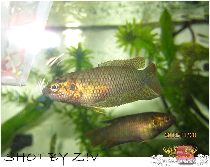 [灌水]超级难拍的小鲃……