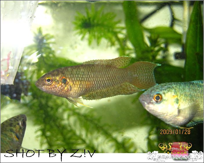 [灌水]超级难拍的小鲃……