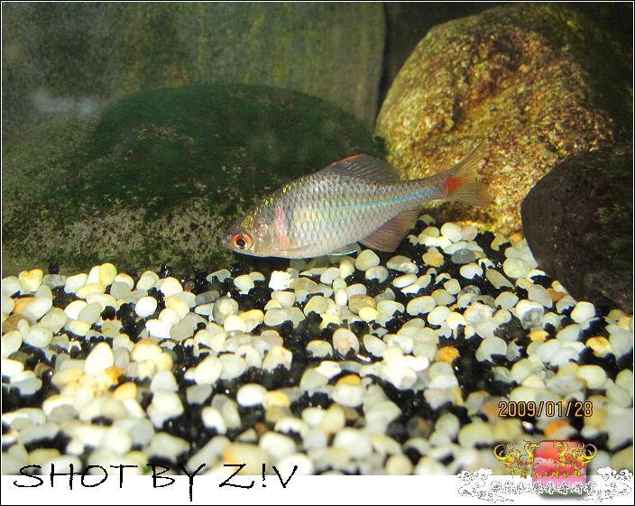 [灌水]超级难拍的小鲃……