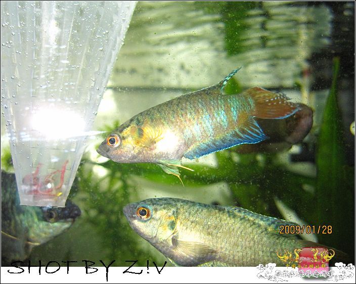 [灌水]超级难拍的小鲃……