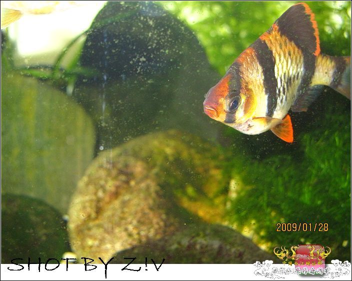 [灌水]超级难拍的小鲃……