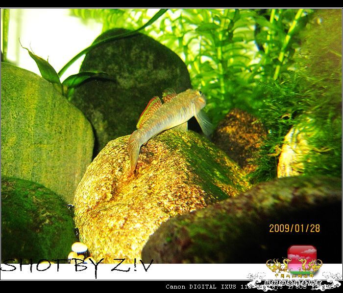 [灌水]超级难拍的小鲃……