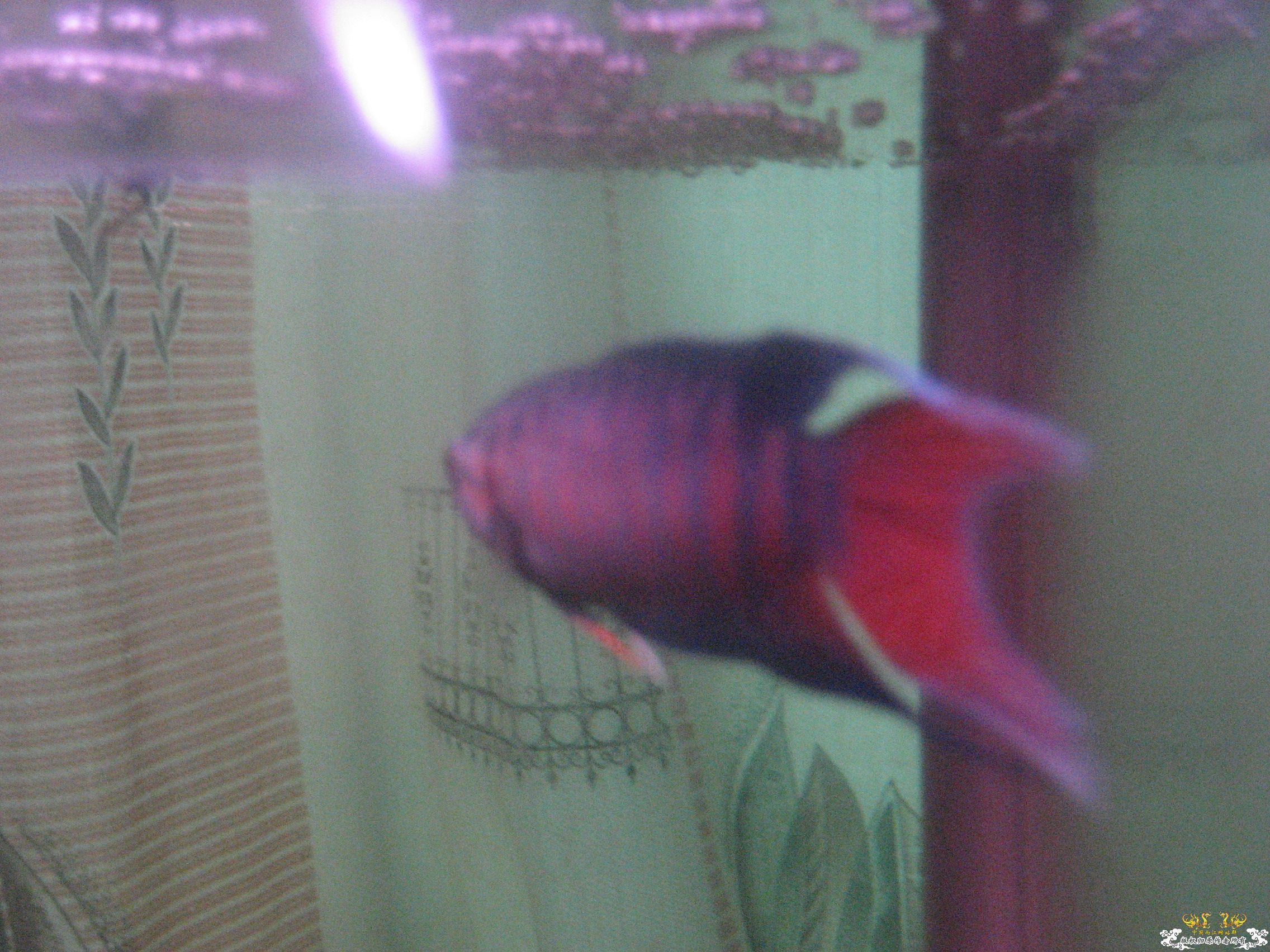 蓝叉     请各位评价一下！！！