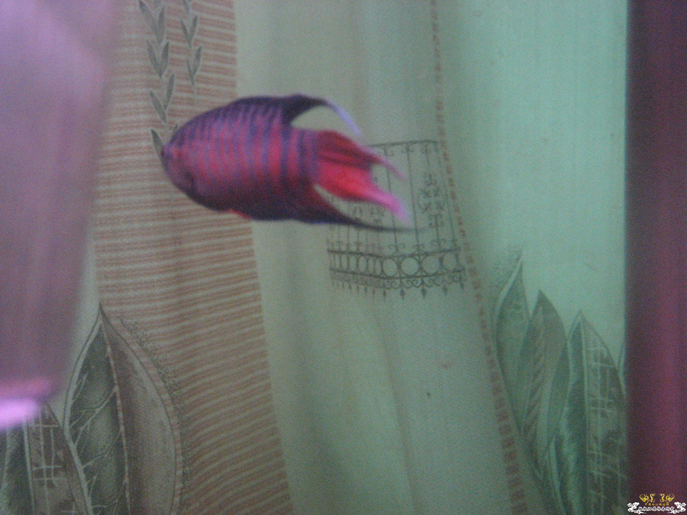 蓝叉     请各位评价一下！！！