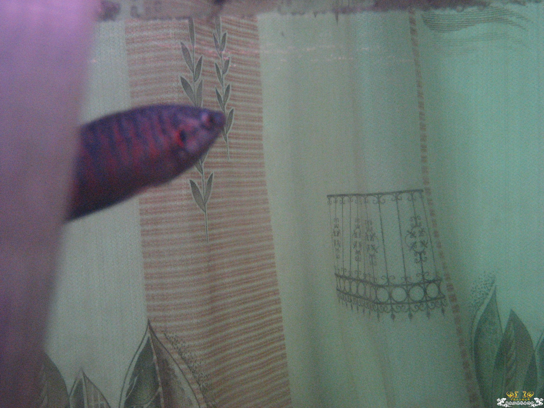 蓝叉     请各位评价一下！！！