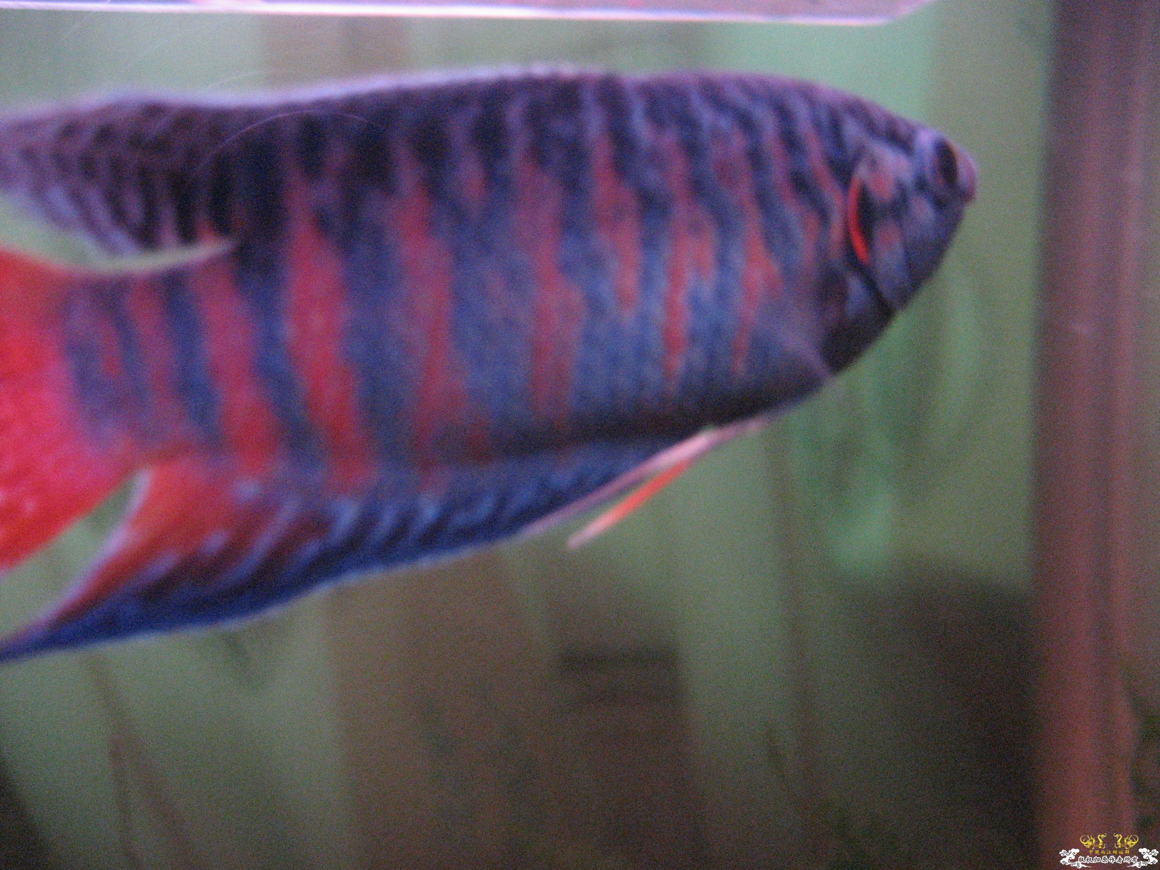 蓝叉     请各位评价一下！！！