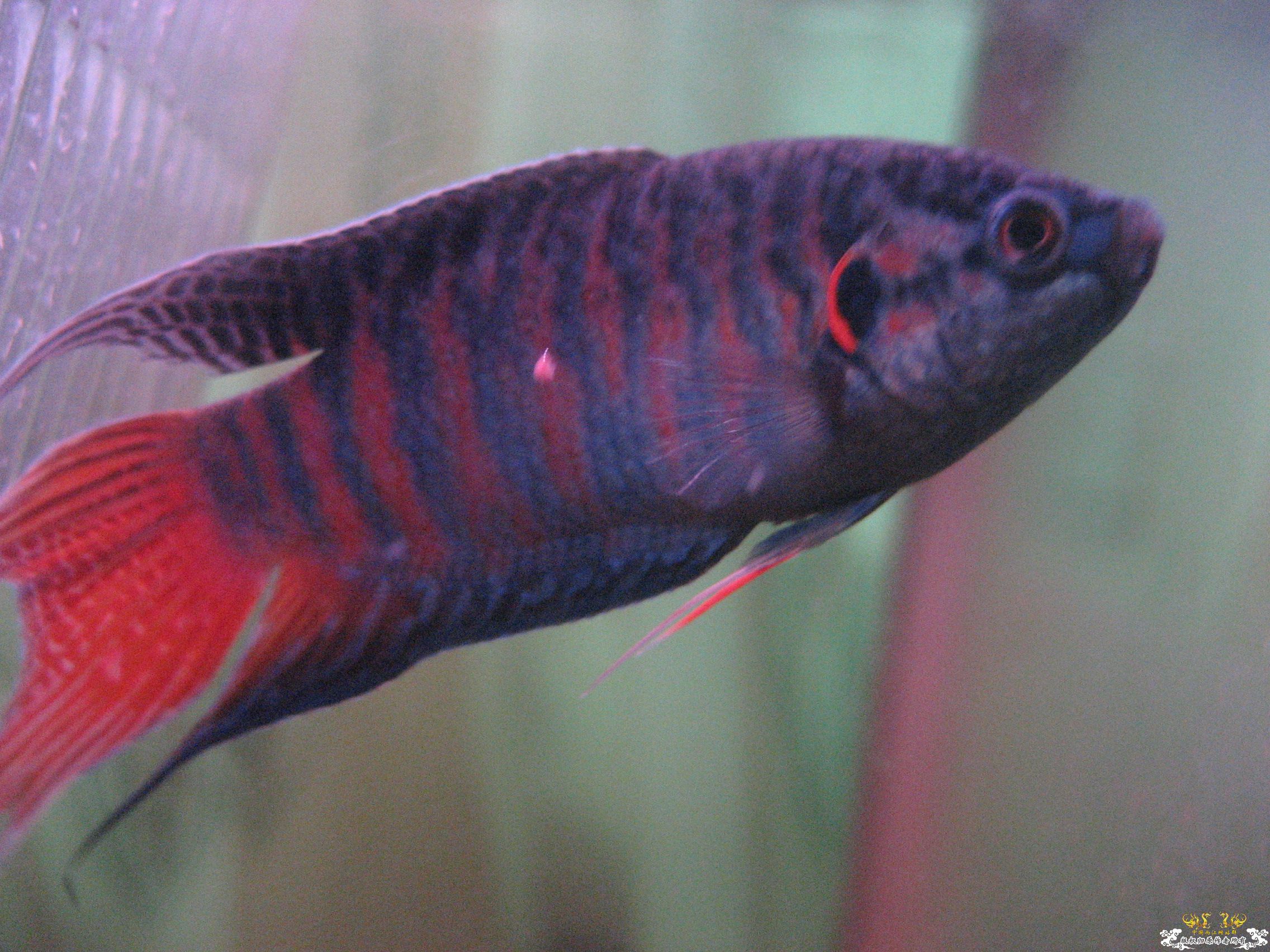 蓝叉     请各位评价一下！！！