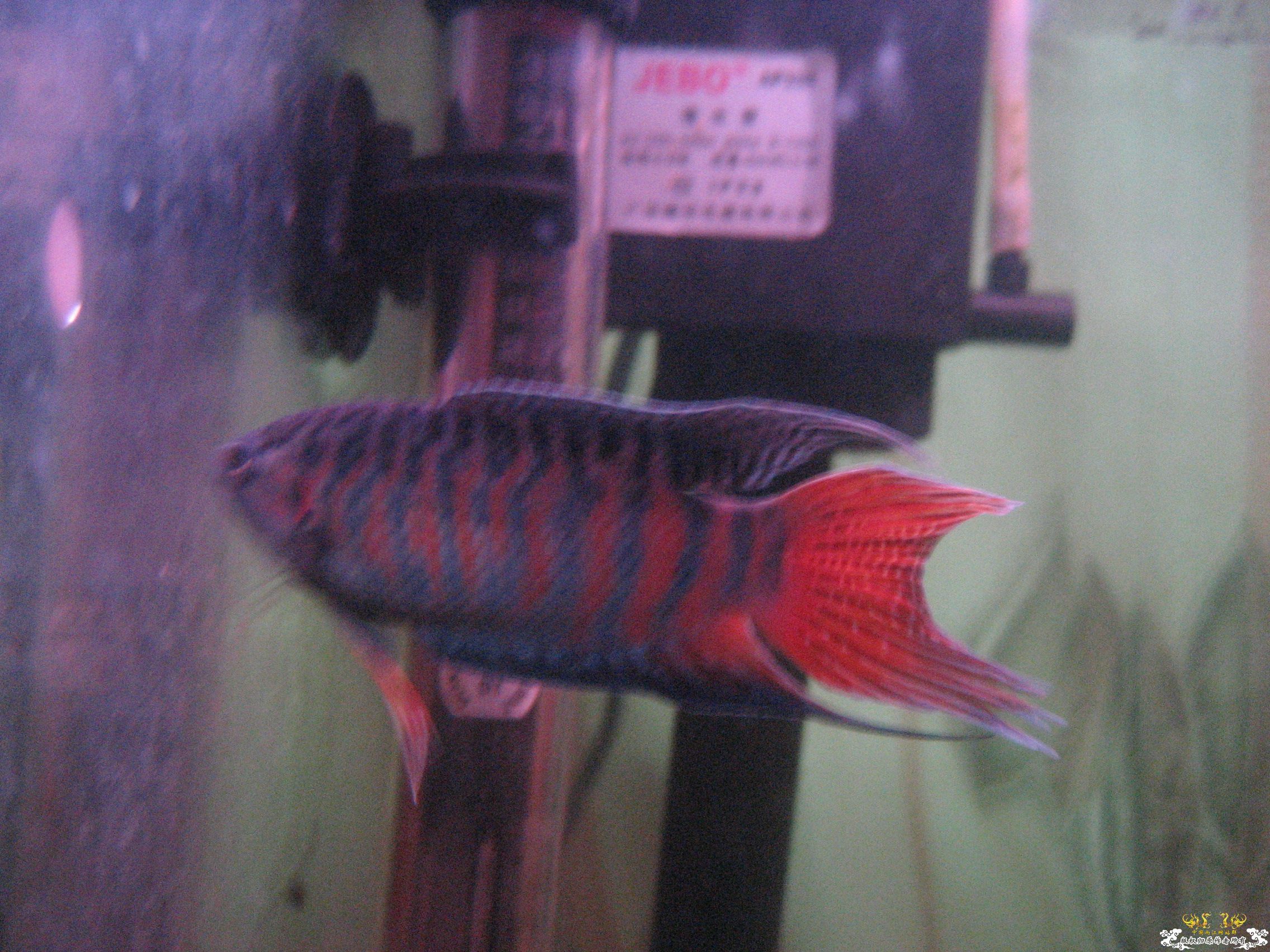 蓝叉     请各位评价一下！！！