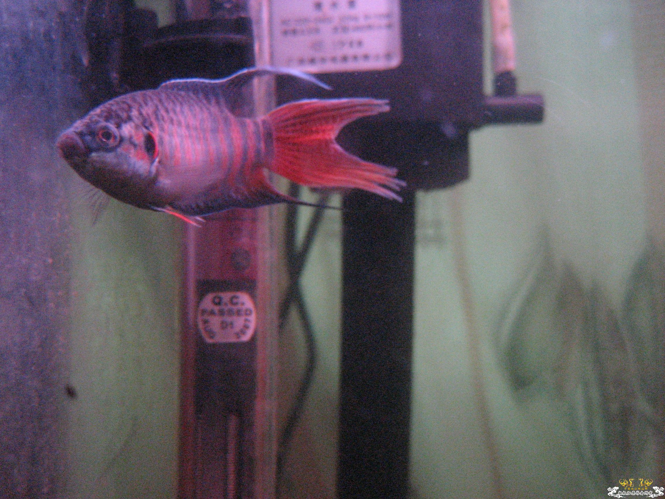 蓝叉     请各位评价一下！！！