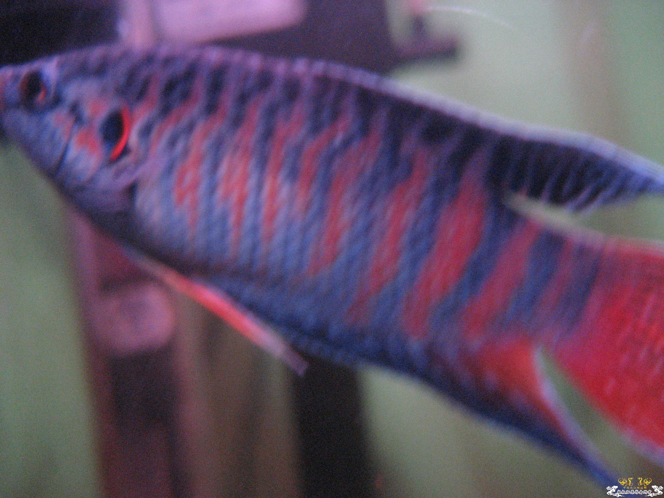 蓝叉     请各位评价一下！！！