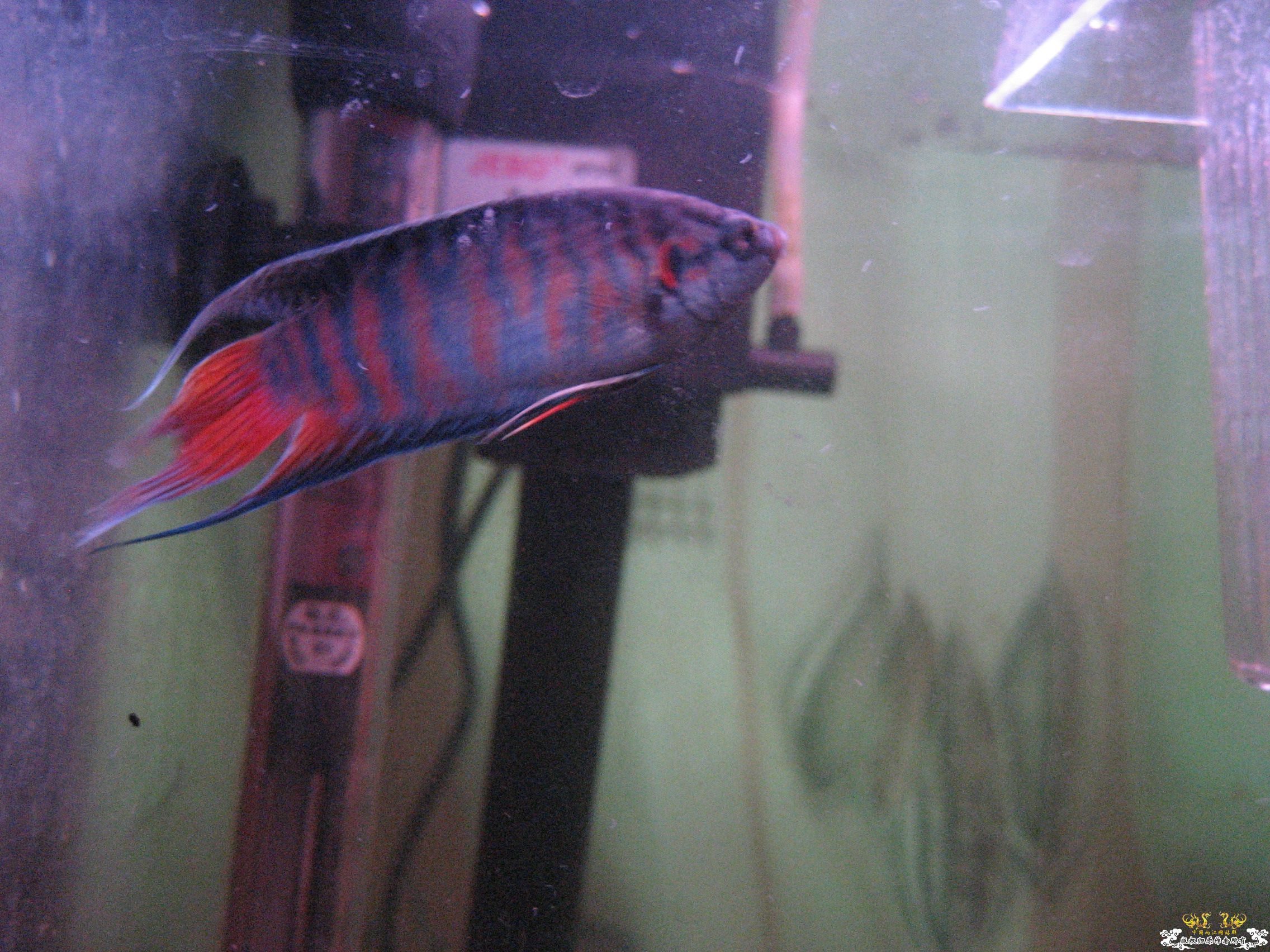 蓝叉     请各位评价一下！！！