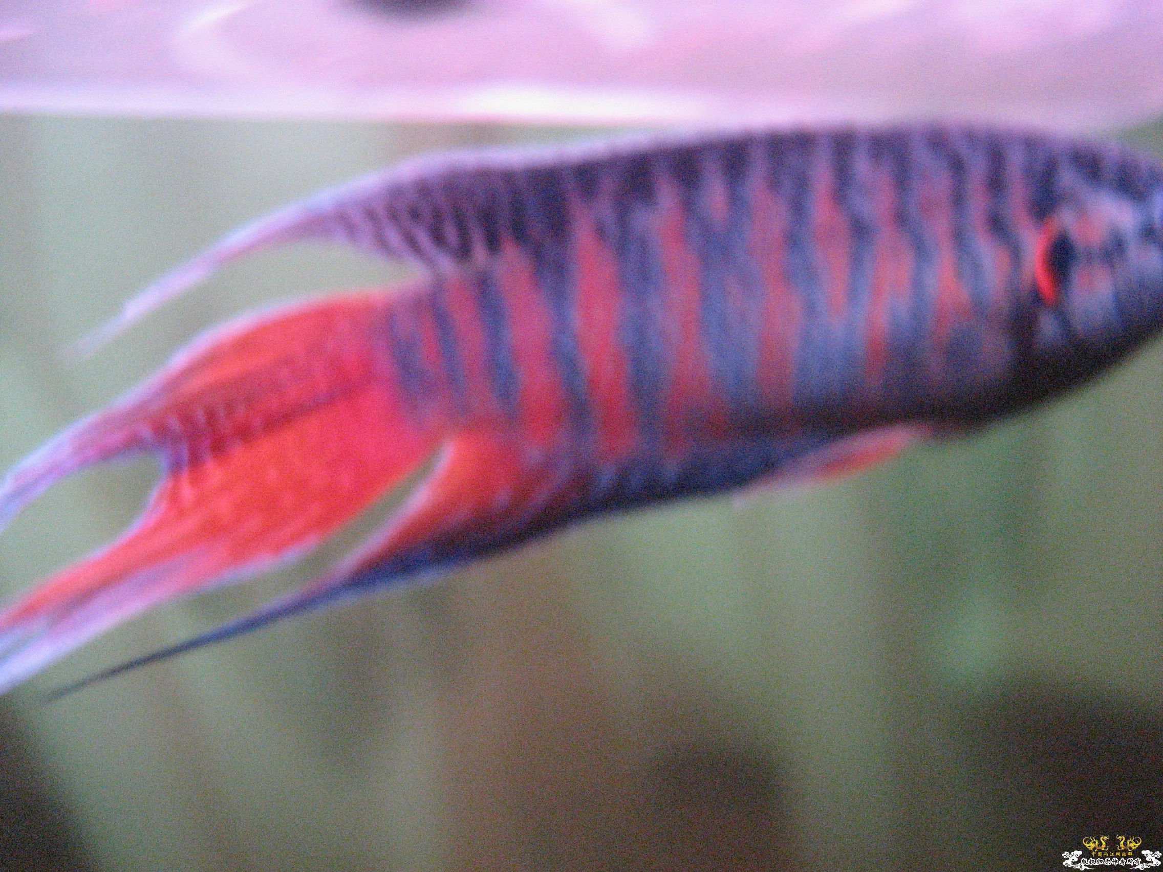 蓝叉     请各位评价一下！！！