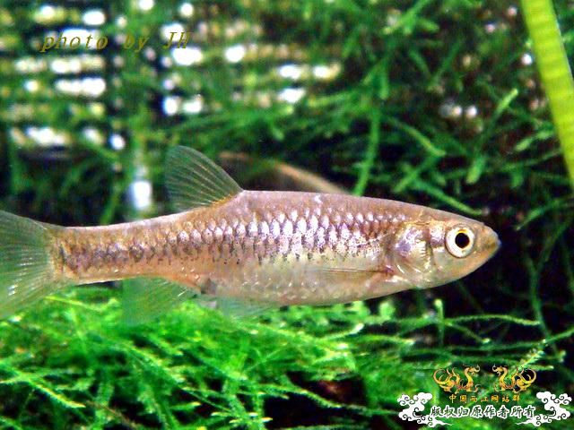 [原创]拟细鲫