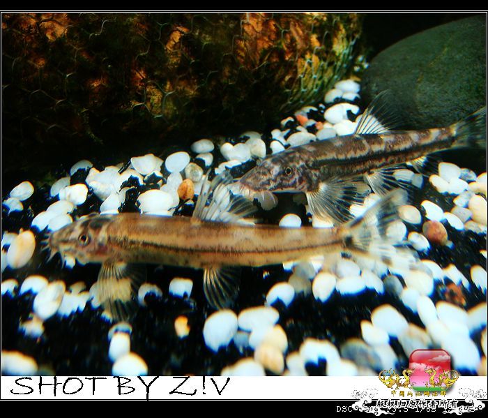 [原创]5月10日，厦门郊区深山野采（九龙江拟腹吸鳅幼体、花尾樱口鳅、奇异水生昆虫）