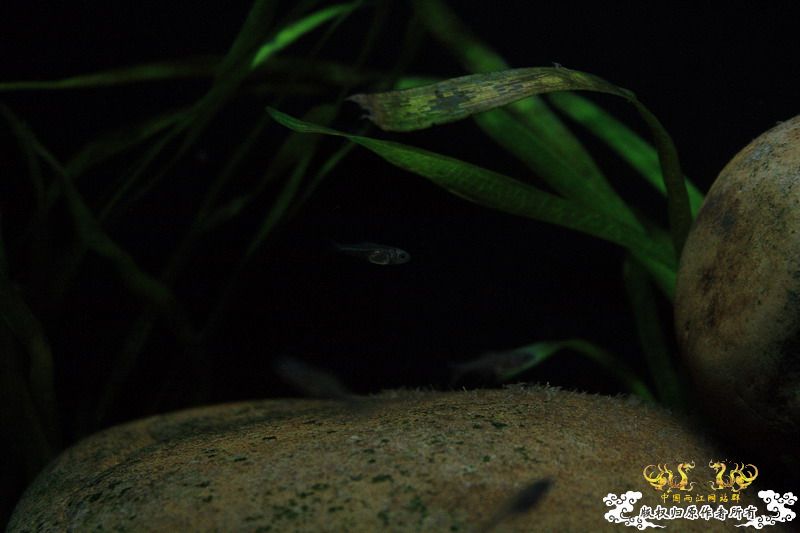 鳑鮍小苗初长成