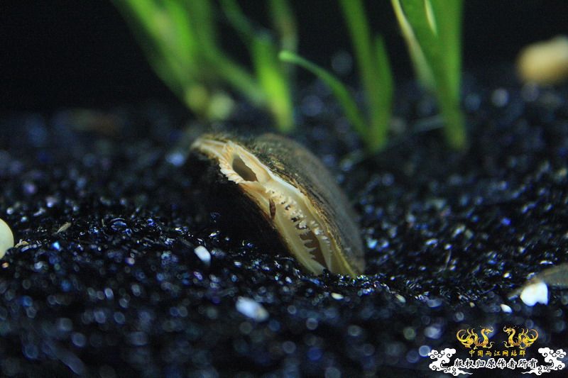 溪流鳑鮍繁殖的利器