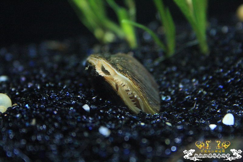 溪流鳑鮍繁殖的利器