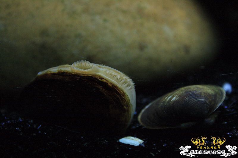 溪流鳑鮍繁殖的利器