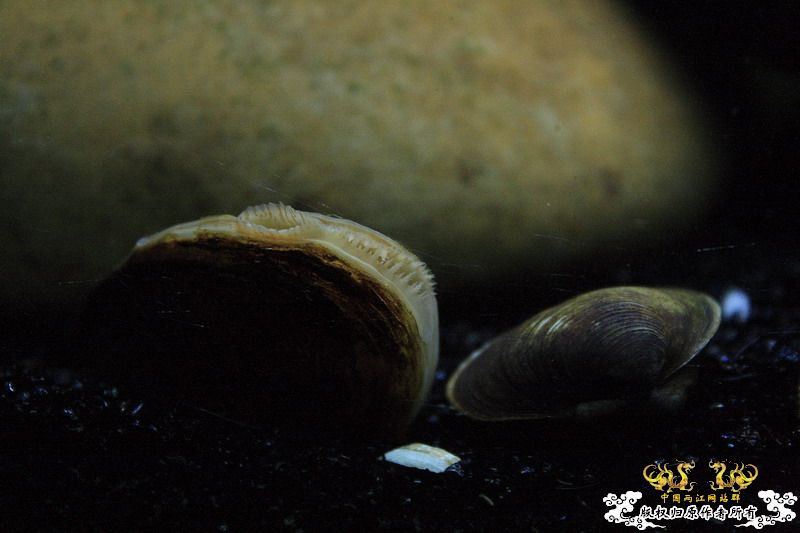 溪流鳑鮍繁殖的利器