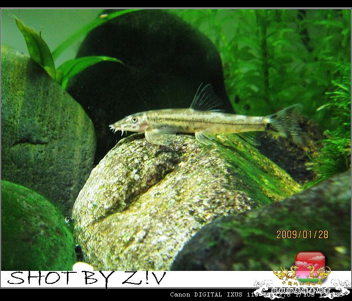 [原创]5月10日，厦门郊区深山野采（九龙江拟腹吸鳅幼体、花尾樱口鳅、奇异水生昆虫）