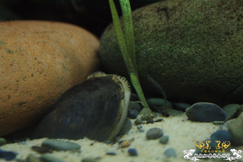 溪流鳑鮍繁殖的利器