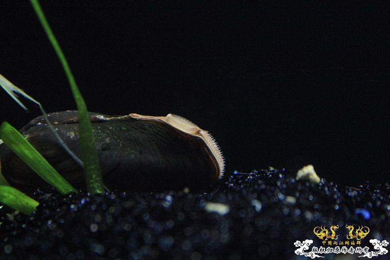 溪流鳑鮍繁殖的利器