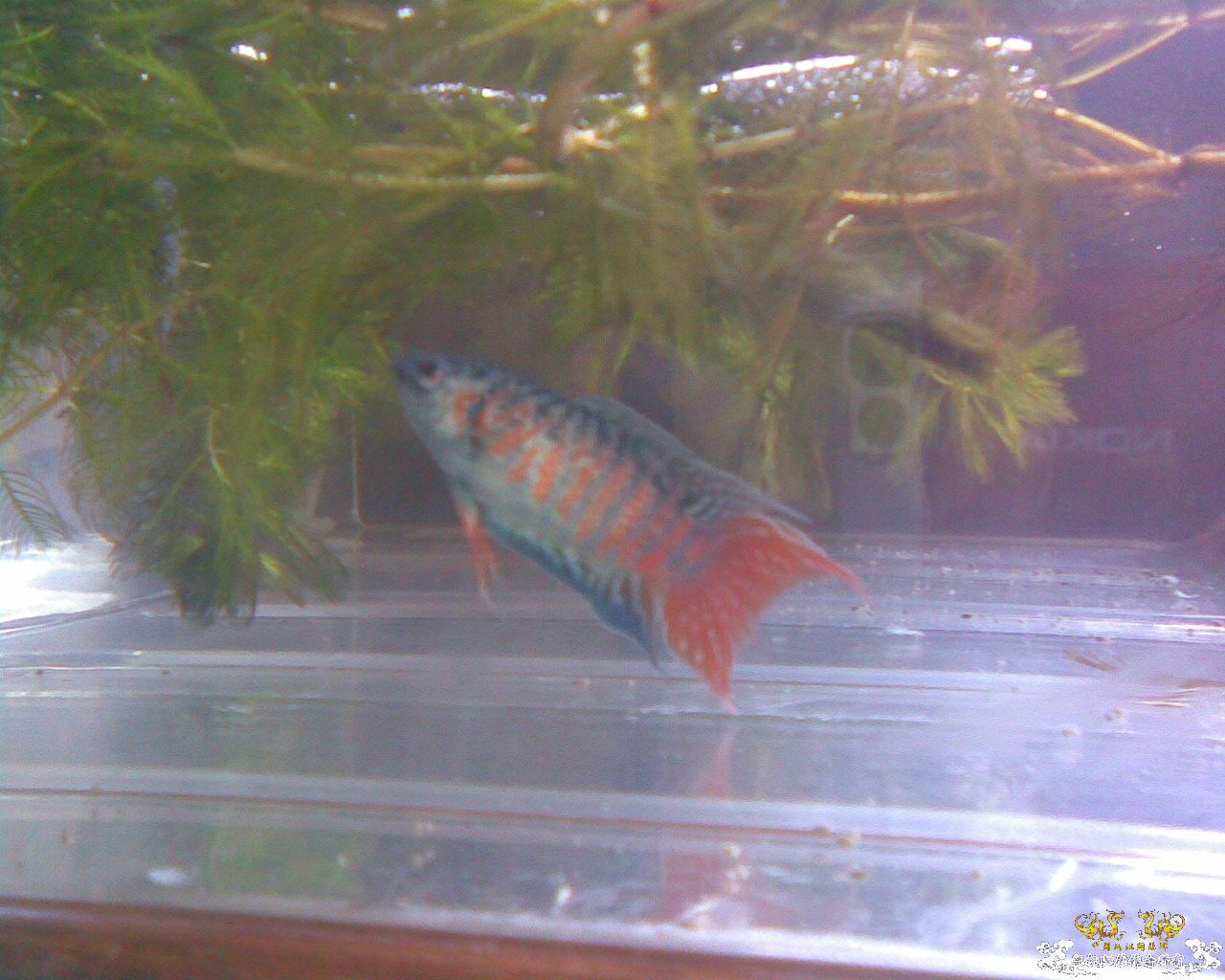 蓝叉     请各位评价一下！！！