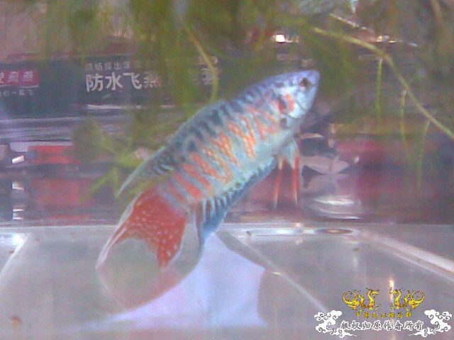 蓝叉     请各位评价一下！！！