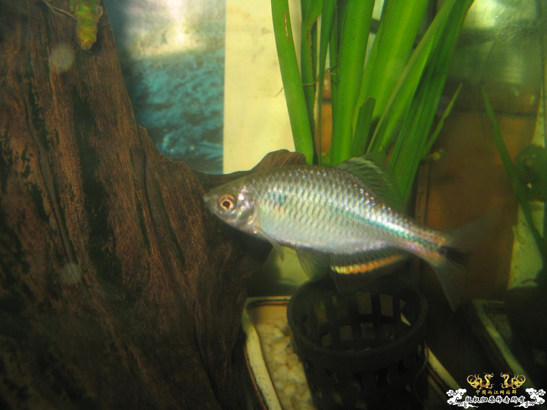 [原创]小杂烩--我家现在的原生鱼