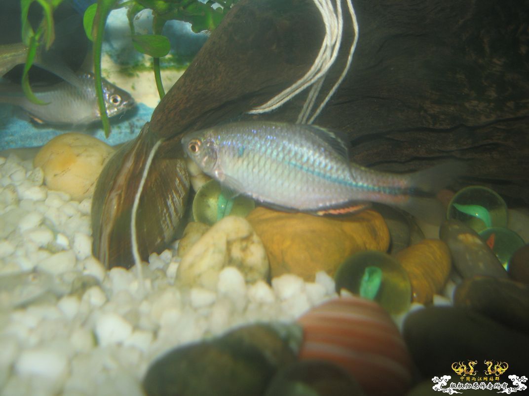 [原创]小杂烩--我家现在的原生鱼