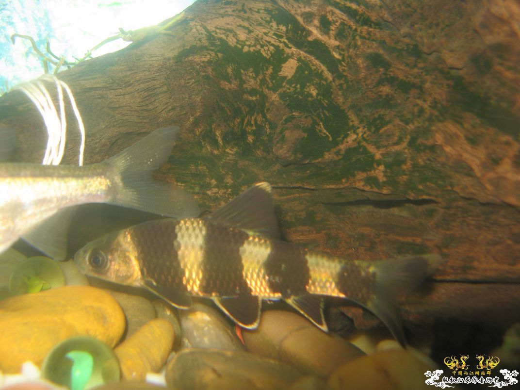 [原创]小杂烩--我家现在的原生鱼