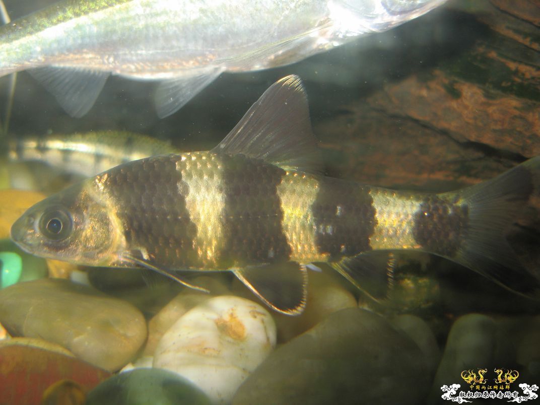 [原创]小杂烩--我家现在的原生鱼
