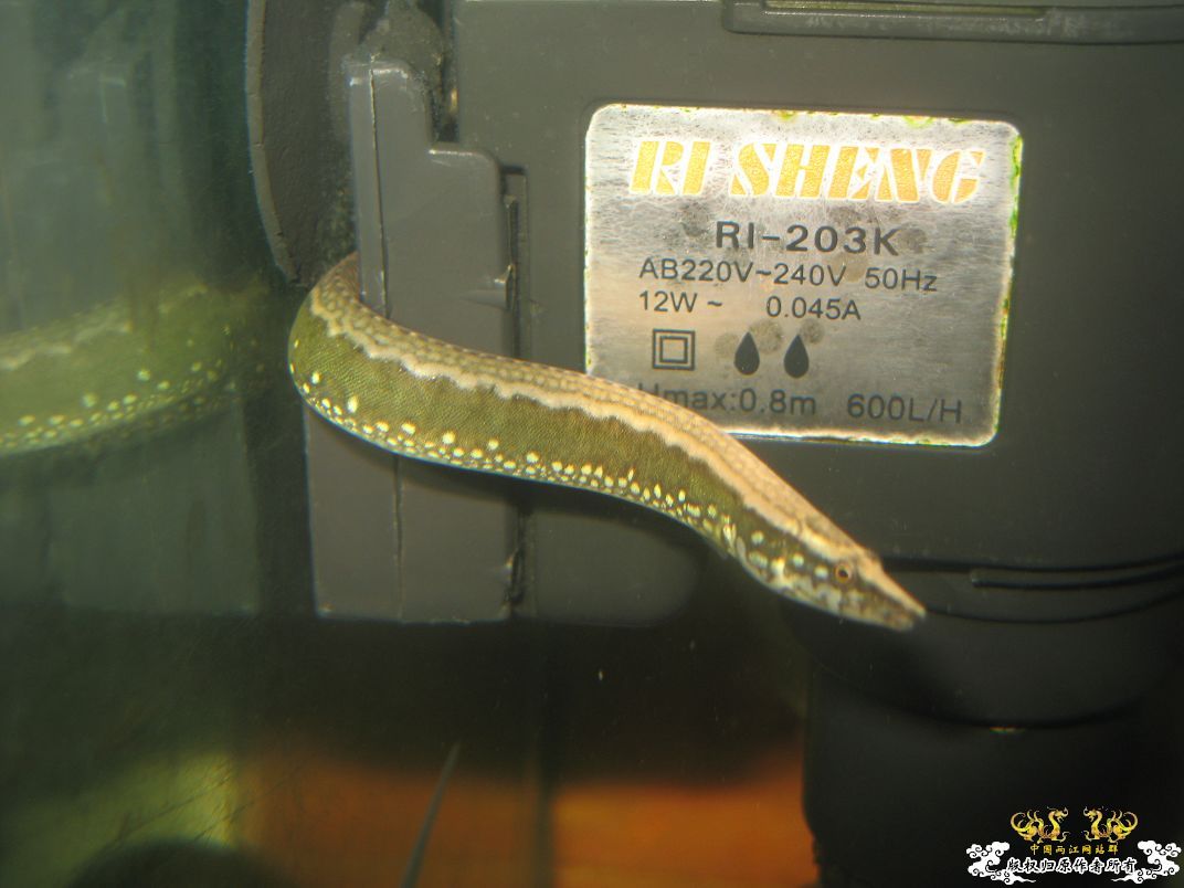 [原创]小杂烩--我家现在的原生鱼