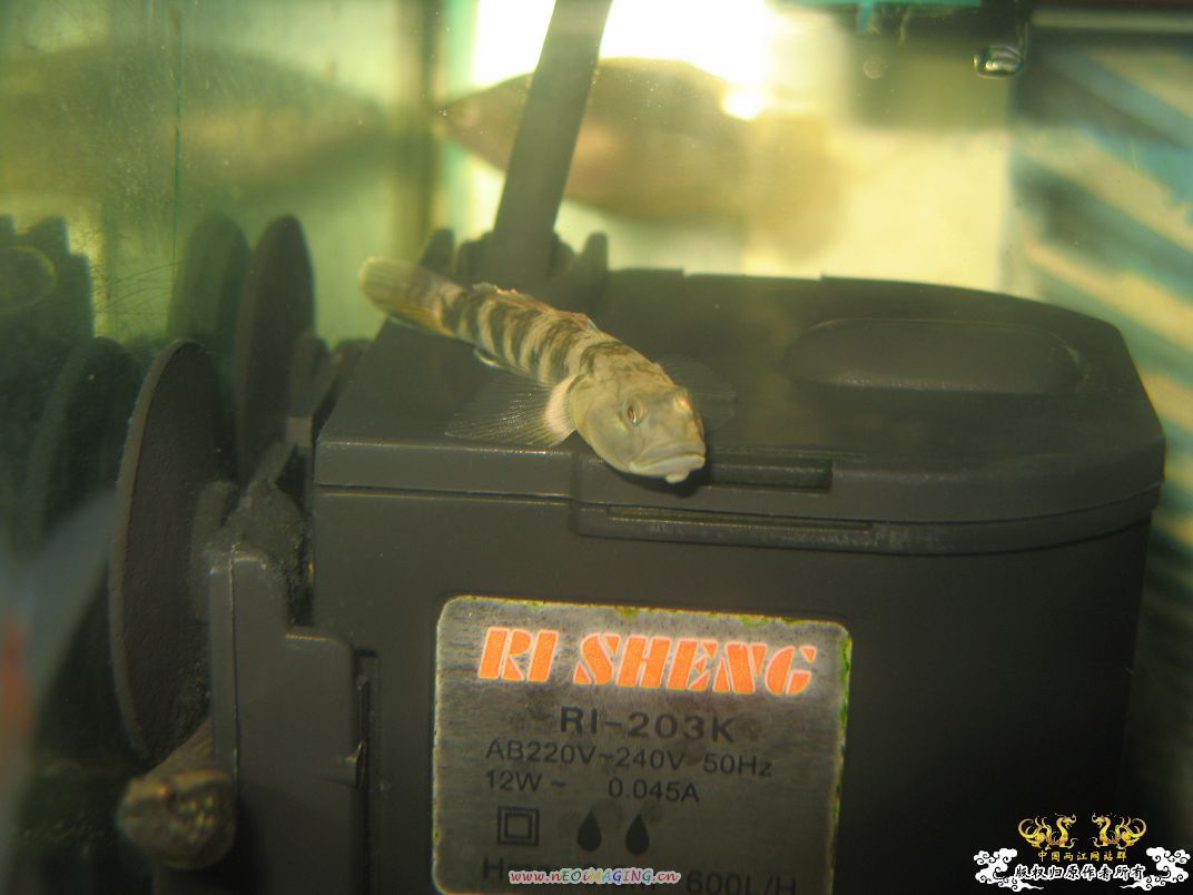 [原创]小杂烩--我家现在的原生鱼