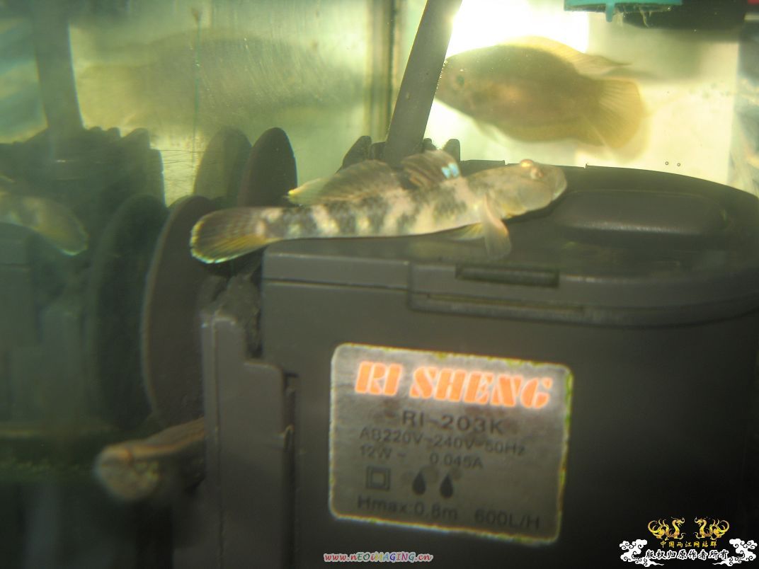 [原创]小杂烩--我家现在的原生鱼