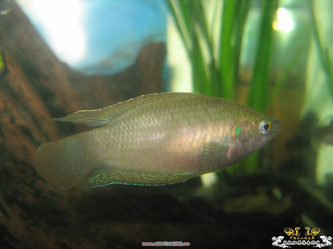[原创]小杂烩--我家现在的原生鱼