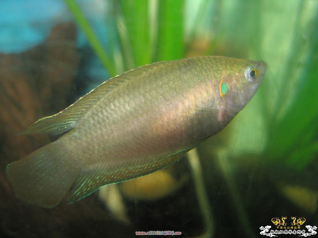 [原创]小杂烩--我家现在的原生鱼