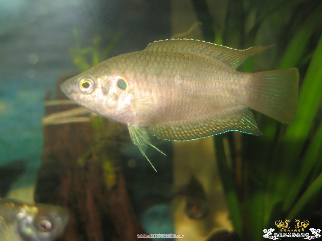 [原创]小杂烩--我家现在的原生鱼