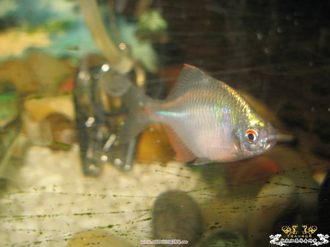 [原创]小杂烩--我家现在的原生鱼