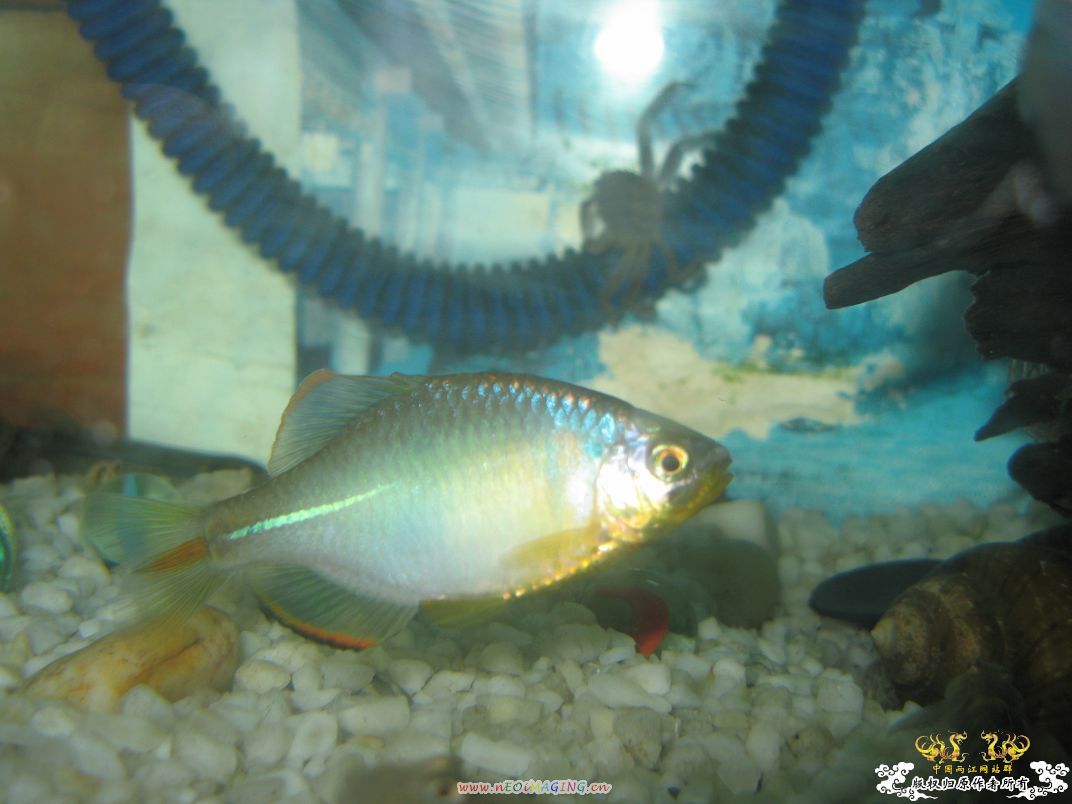 [原创]小杂烩--我家现在的原生鱼