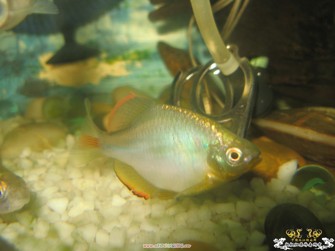 [原创]小杂烩--我家现在的原生鱼