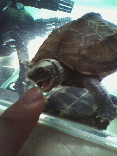 关键字:螃蟹 某鳅 到处塞满了螃蟹