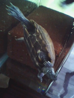 关键字:螃蟹 某鳅 到处塞满了螃蟹