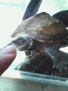 关键字:螃蟹 某鳅 到处塞满了螃蟹 饿龟