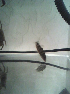 关键字:螃蟹 某鳅 到处塞满了螃蟹 饿龟