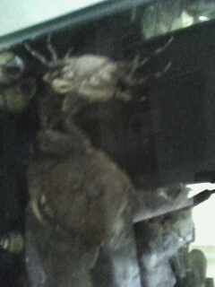 关键字:螃蟹 某鳅 到处塞满了螃蟹 饿龟