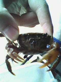 关键字:螃蟹 某鳅 到处塞满了螃蟹 饿龟