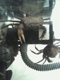 关键字:螃蟹 某鳅 到处塞满了螃蟹 饿龟