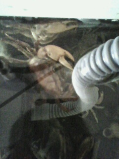 关键字:螃蟹 某鳅 到处塞满了螃蟹 饿龟