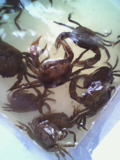 关键字:螃蟹 某鳅 到处塞满了螃蟹 饿龟